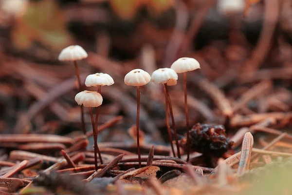 Small mushrooms toadstools — Stock Photo, Image