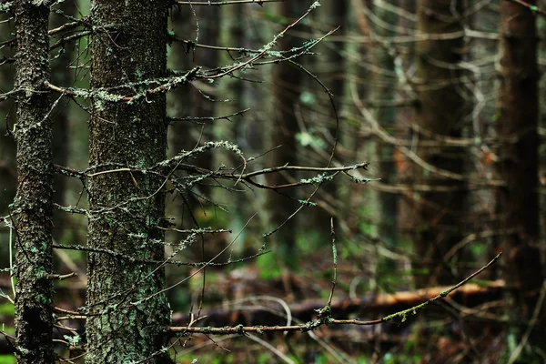 Letní lesní krajina — Stock fotografie