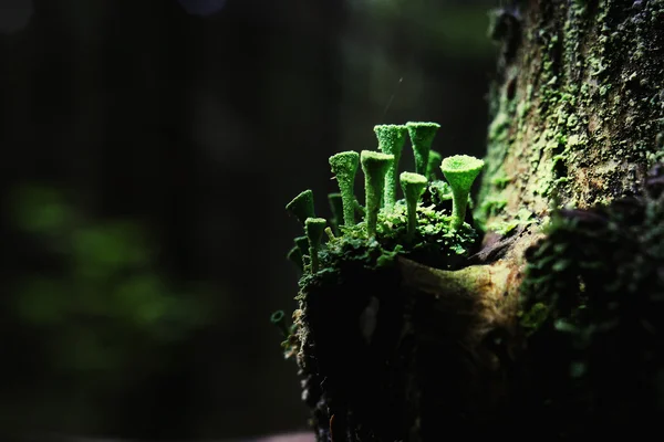 Small mushrooms closeup — Stock Photo, Image