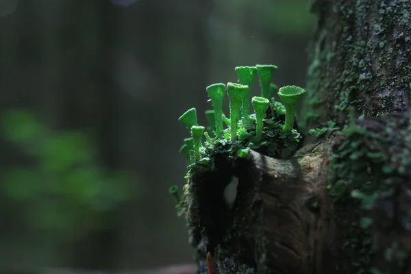 Small mushrooms closeup — Stock Photo, Image