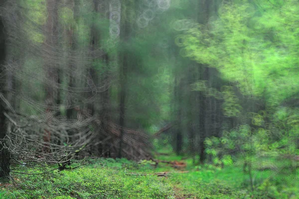 Bosque de verano fondo borroso —  Fotos de Stock