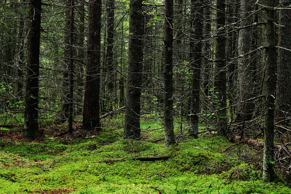 Sommerliche Waldlandschaft — Stockfoto