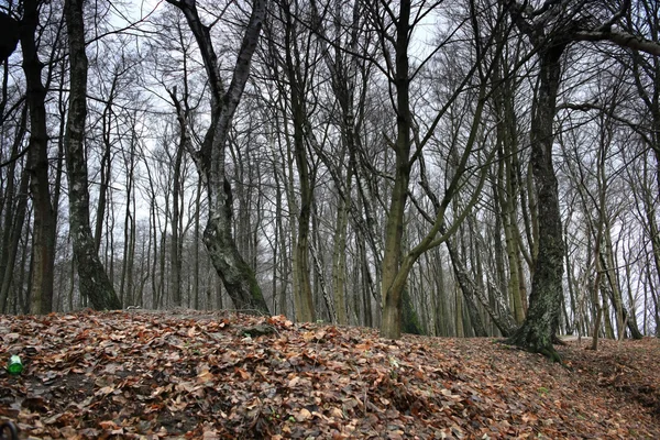 Jesienny krajobraz parku — Zdjęcie stockowe