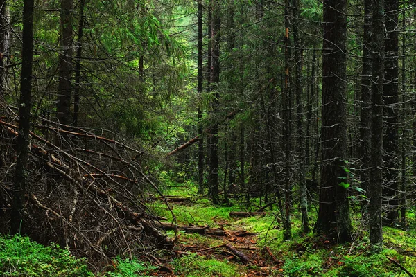 Der Pfad im herbstlichen Wald — Stockfoto