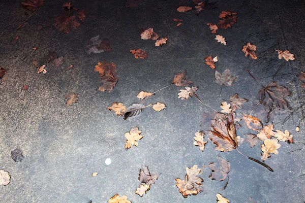 Gelbe Herbstblätter — Stockfoto