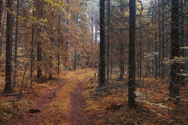 O caminho na floresta de outono — Fotografia de Stock