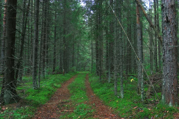 Paysage forestier d'été — Photo