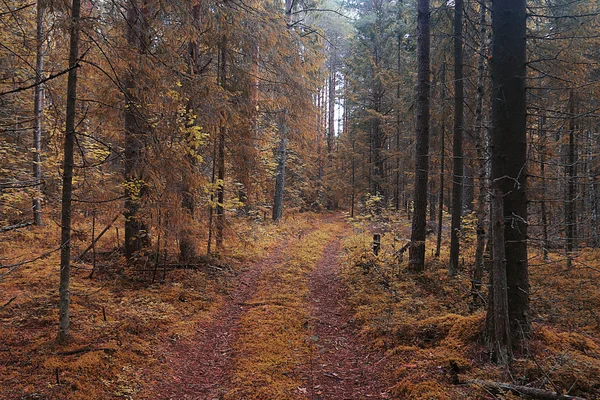 秋天森林里的小路 — 图库照片