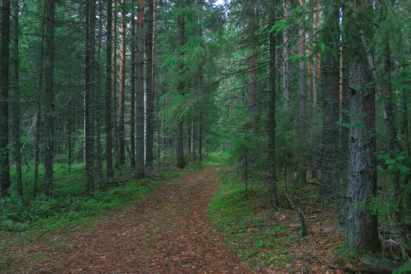 Verão paisagem florestal — Fotografia de Stock