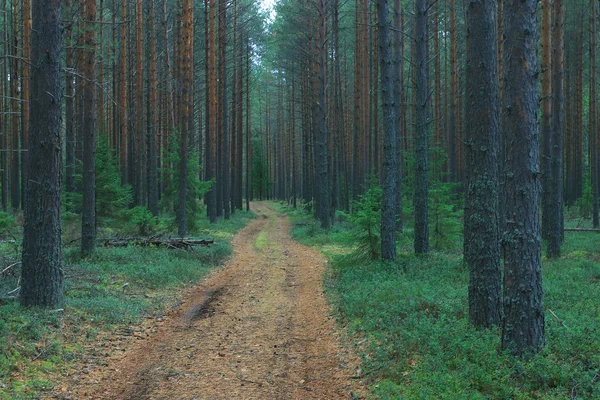 O caminho na floresta de outono — Fotografia de Stock