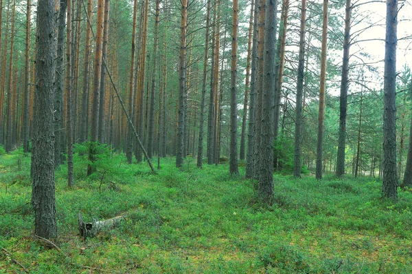 Lanskap Hutan Musim Panas — Stok Foto