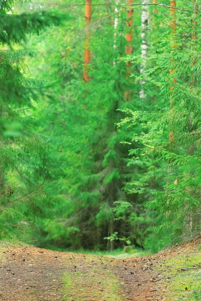 Paysage forestier d'été — Photo