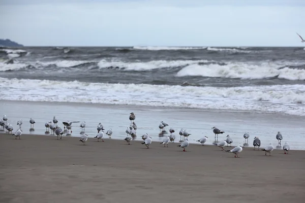 Sea Meeuwen op de kust — Stockfoto