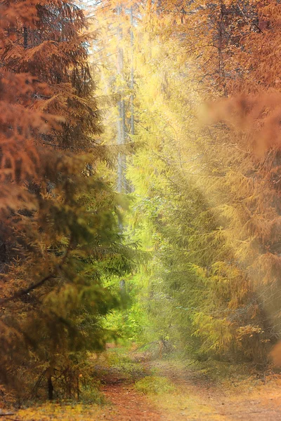 O caminho na floresta de outono — Fotografia de Stock