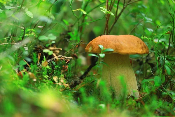 Съедобные грибы в лесу — стоковое фото