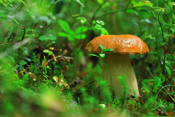 Ätlig svamp i skogen — Stockfoto