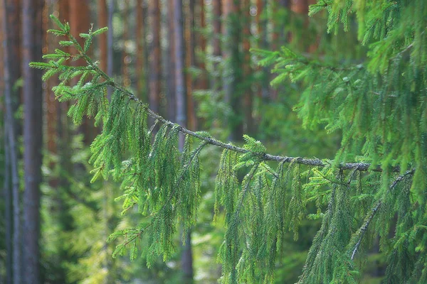 Nyári erdő táj — Stock Fotó