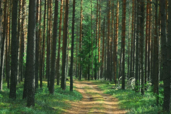 Le sentier dans la forêt d'automne — Photo