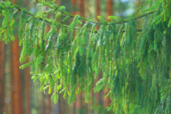 녹색 풀의 배경 — 스톡 사진