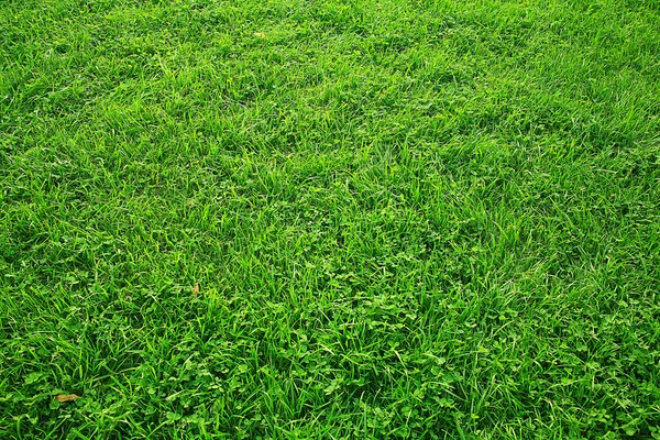 Texture verde dell'erba — Foto Stock