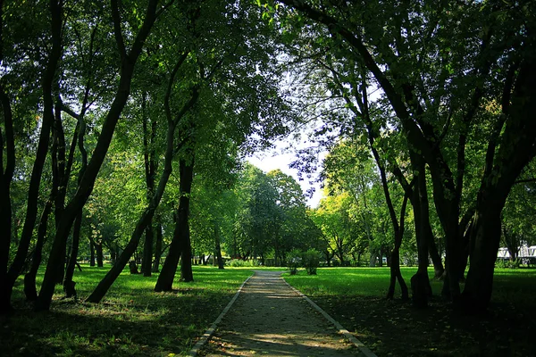 Park z drzewami aleja — Zdjęcie stockowe