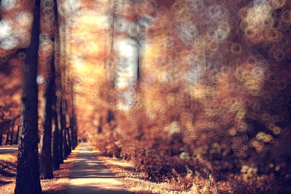 Rozmazané pozadí podzimní les — Stock fotografie
