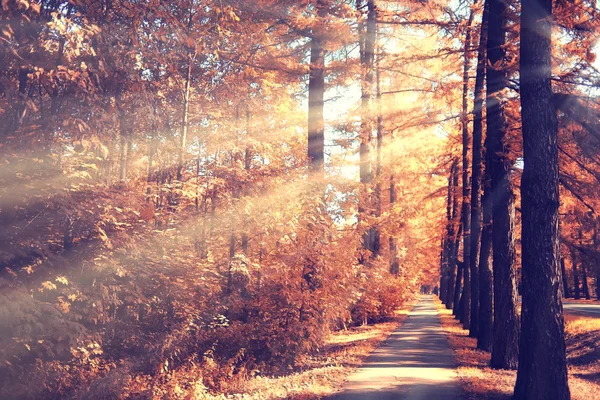 Sonbahar ormanındaki patika. — Stok fotoğraf