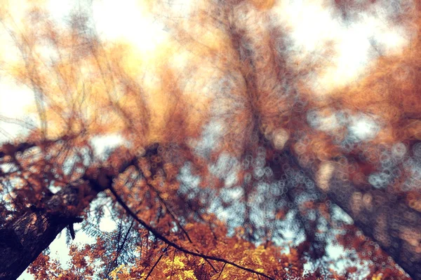 Verschwommener Herbst-Waldhintergrund — Stockfoto