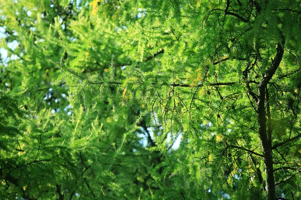 Letní lesní krajina — Stock fotografie