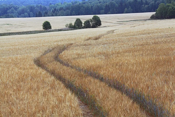 Summer grain harvest expanse — Stock Photo, Image
