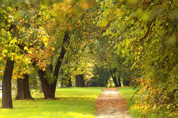 Estate nel parco cittadino — Foto Stock