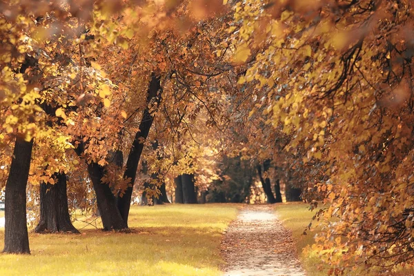 Ścieżka w jesiennym lesie — Zdjęcie stockowe