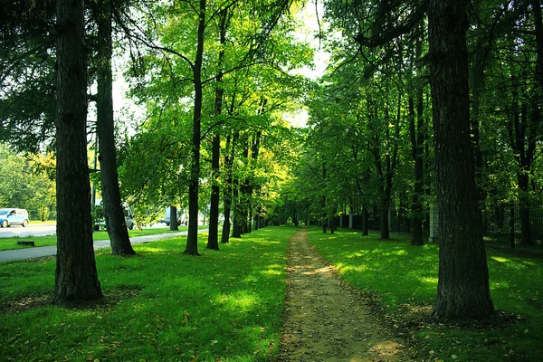 Park with trees alley — Stock Photo, Image