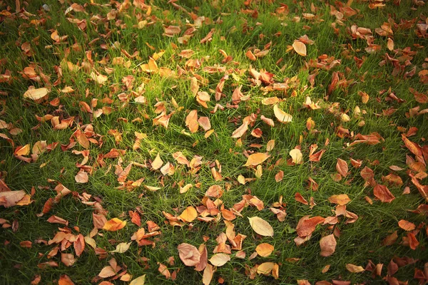 Outono folhas amarelas na grama verde — Fotografia de Stock