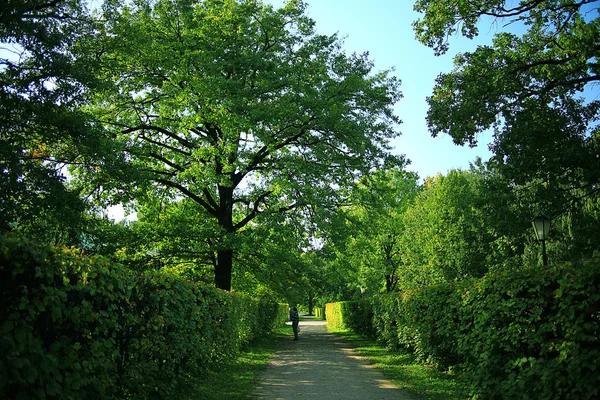 Park se stromy alej — Stock fotografie