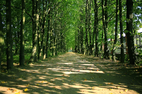 Park med träd gränd — Stockfoto