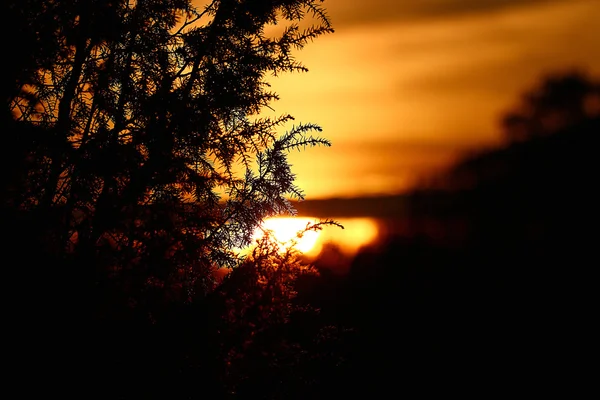 Boslandschap bij zonsondergang — Stockfoto