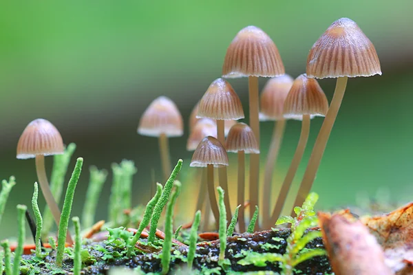 숲에서 성장 하는 버섯 — 스톡 사진