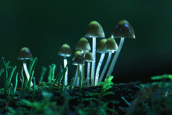 Kleine Pilze Fliegenpilze — Stockfoto