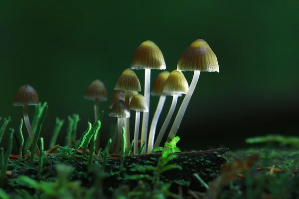Kis gombák mérges gomba — Stock Fotó