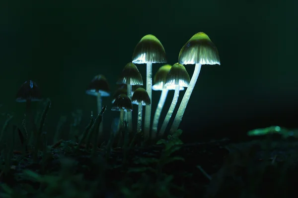 작은 버섯 toadstools — 스톡 사진