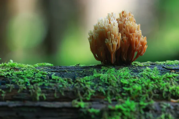 Kleine champignons macro weergave — Stockfoto