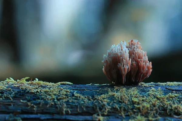 Pequena vista macro cogumelo — Fotografia de Stock