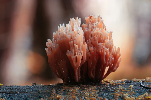 Small mushroom macro view — Stock Photo, Image