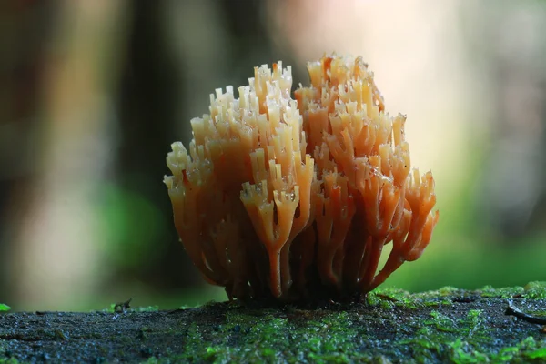 Pequena vista macro cogumelo — Fotografia de Stock