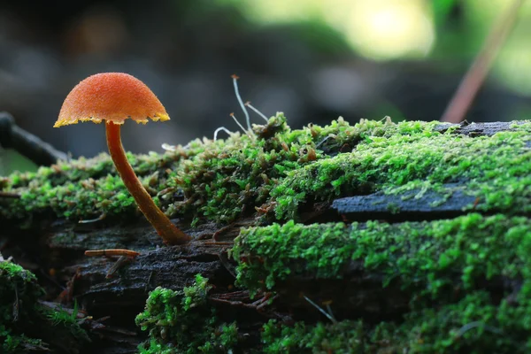 Small mushroom macro view — Stock Photo, Image