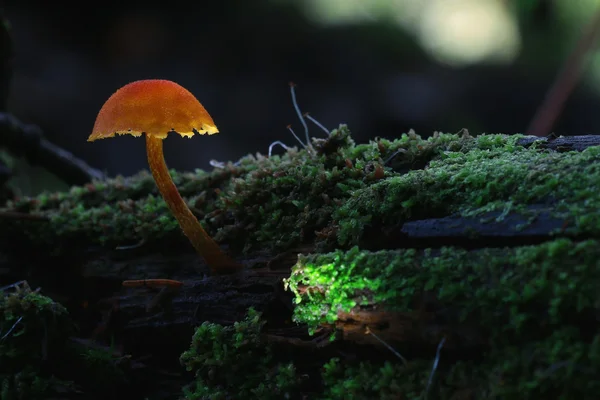 Малый вид на грибы — стоковое фото