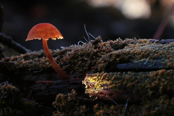 Kleine champignons macro weergave — Stockfoto