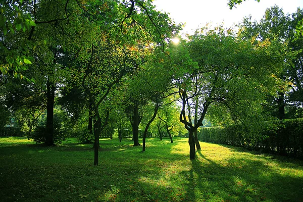 Park with trees alley — Stock Photo, Image