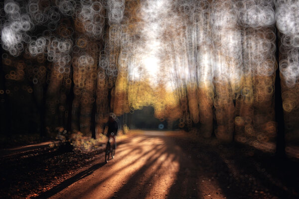Blurred background of  autumn forest